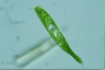 Euglena