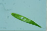 Euglena