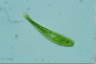 Euglena