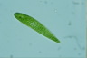 Euglena