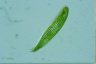 Euglena