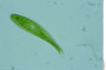 Euglena