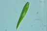 Euglena