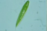 Euglena