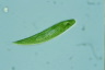 Euglena