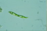 Euglena