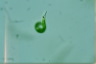 Euglena