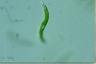 Euglena