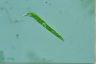 Euglena