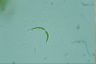 Euglena