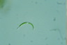 Euglena