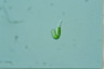 Euglena