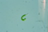 Euglena