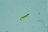 Euglena