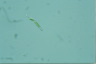 Euglena