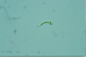 Euglena