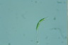 Euglena