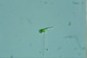 Euglena