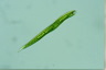 Euglena tripteris