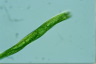 Euglena tripteris