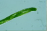 Euglena tripteris