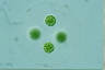 Asterococcus