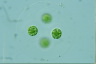 Asterococcus