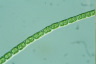 Microspora