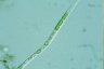 Microspora