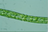 Pleurotaenium