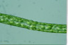 Pleurotaenium