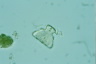 Euastrum ampullaceum