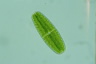 Netrium digitus