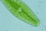 Netrium digitus