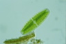 Netrium digitus