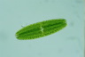 Netrium digitus