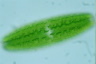 Netrium digitus