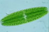 Netrium digitus