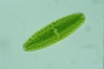 Netrium digitus