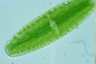 Netrium digitus