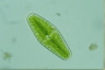 Netrium digitus