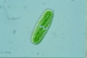 Netrium oblongum