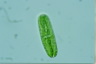 Netrium oblongum