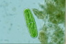 Netrium oblongum