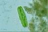 Netrium oblongum