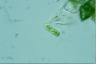 Cylindrocystis