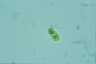 Cylindrocystis