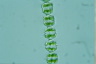 Desmidium coarctatum