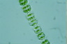 Desmidium coarctatum