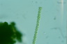 Sphaerozosma